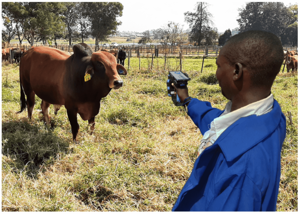 e livestock global fez o lancamento da solucao mastercard baseado na blockchain cadeia de blocos e dados com o objetivo de aumentar a visibilidade da industria bovina no zimbabue