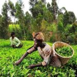 Nigerian Govt Must Prioritise Investment In Agriculture To Boost Economy – Experts