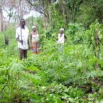 Cassava farmers