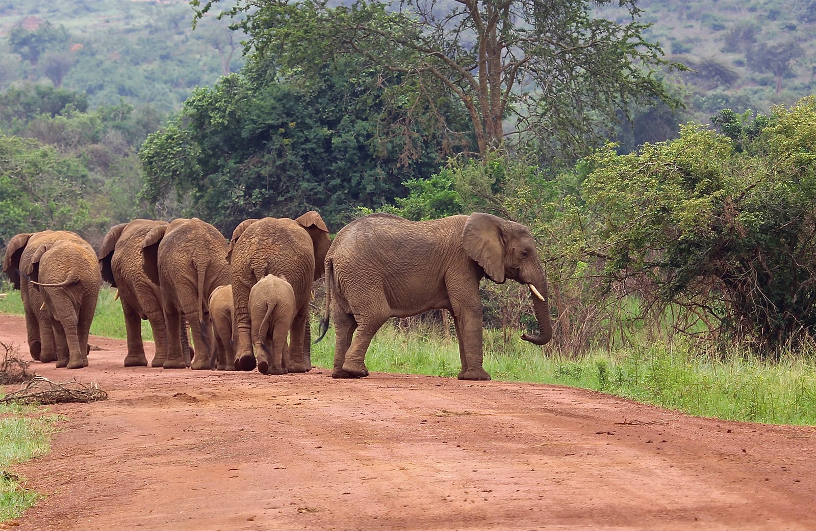 Herd elephants Virunga National Park Congo