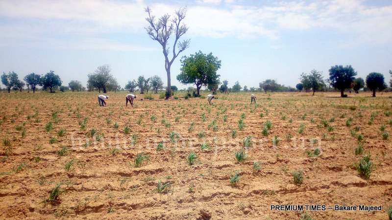 a view of the land at gayawa kano jigawa state