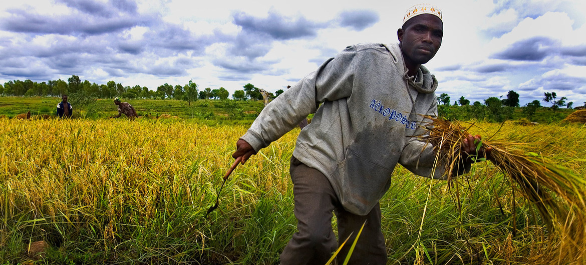 food systems transformation a silver lining in covid crisis un deputy chief