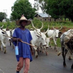 livestock traders