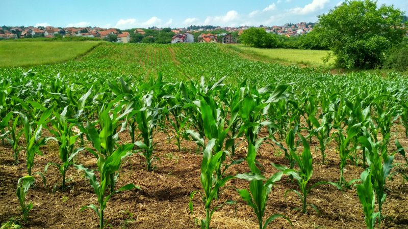 Corn plant