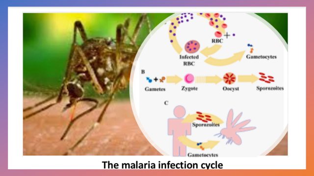 Emergence Of Malaria Drug Resistance In Africa