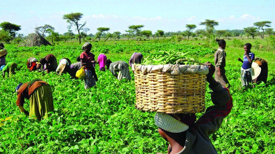 Isamic Development Bank To Support Nigeria's Agro-processing Zones With ...