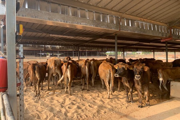 Nigeria Cows