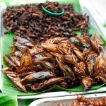 “Eat Cockroaches For Protein,” Reports Say