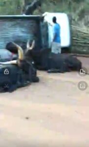 Unknown Gunmen Attack Moving Truck With Cow In Anambra