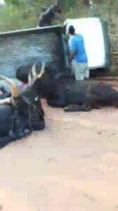 Unknown Gunmen Attack Moving Truck With Cow In Anambra