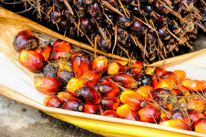 Real Reason Indonesia Suspended All Exports Of Palm Oil