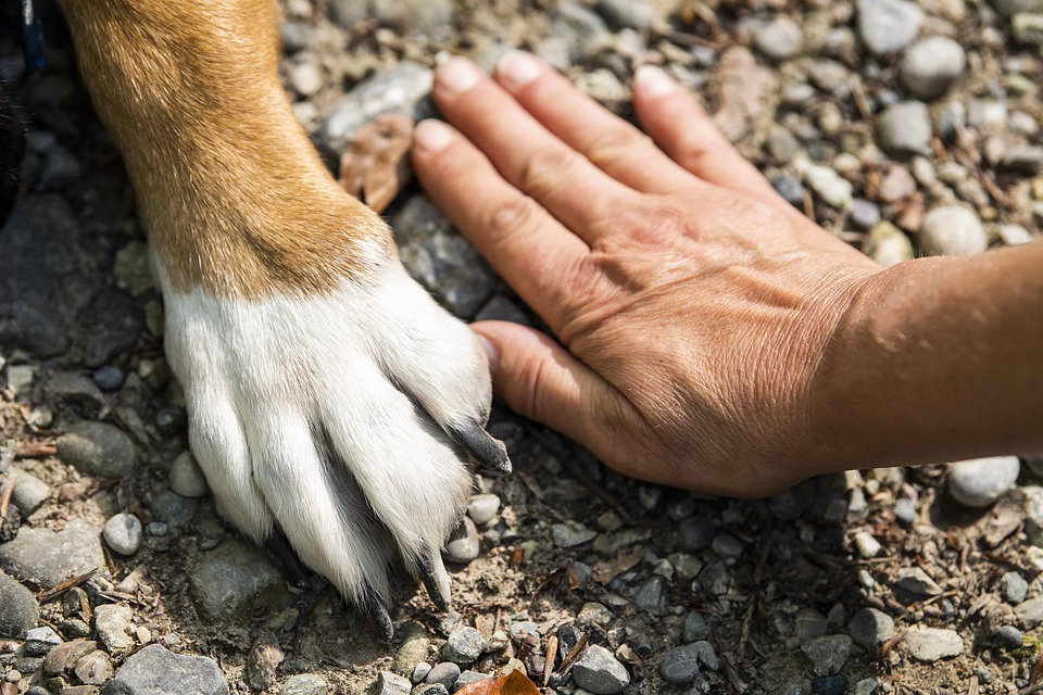 New Study Reveals Why Dog Became Perfect Human Companion