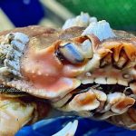 Weird! Fisherman Finds Crab With Full Set Of Human Teeth