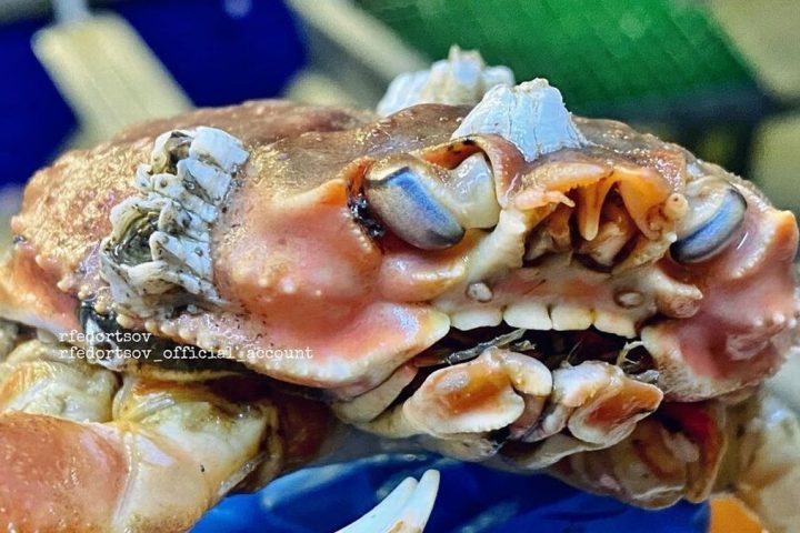 Weird! Fisherman Finds Crab With Full Set Of Human Teeth