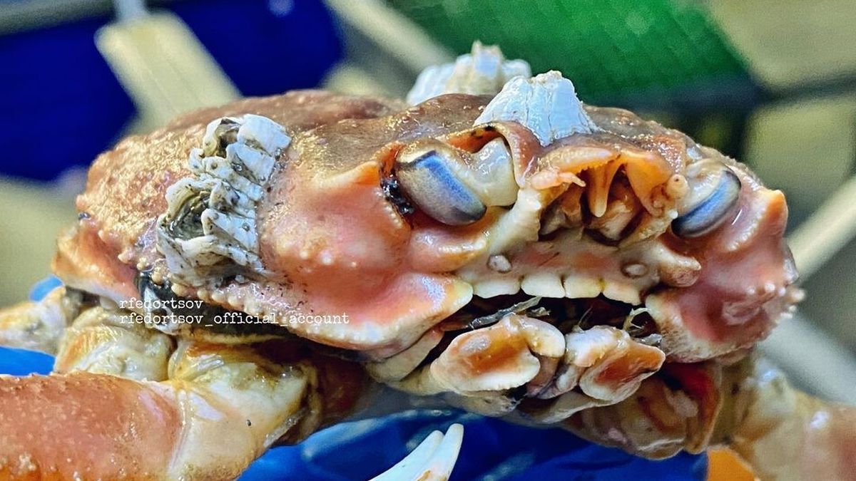 Weird! Fisherman Finds Crab With Full Set Of Human Teeth