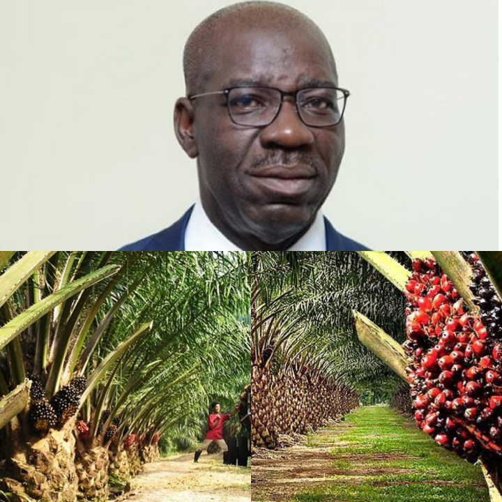 ‘We’ve Built Structures To Sustain Gains Of $500m Investment In Edo Oil Palm Sector’ – Obaseki