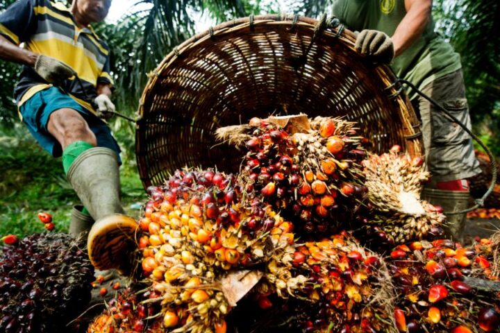 The Oil Palm War