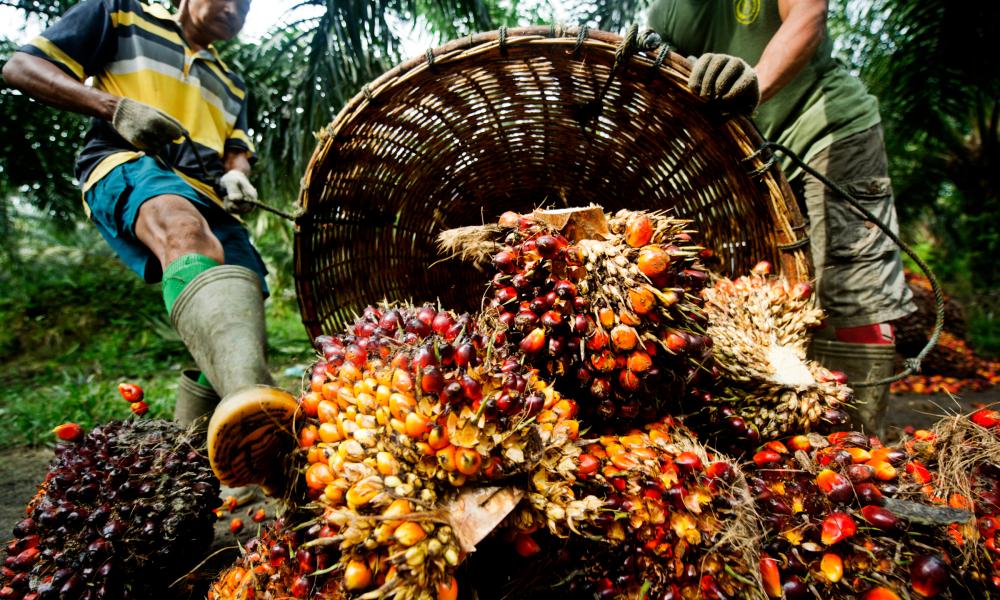 The Oil Palm War