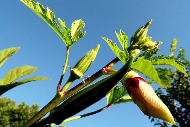 Complete Guide To Grow Okra Yourself