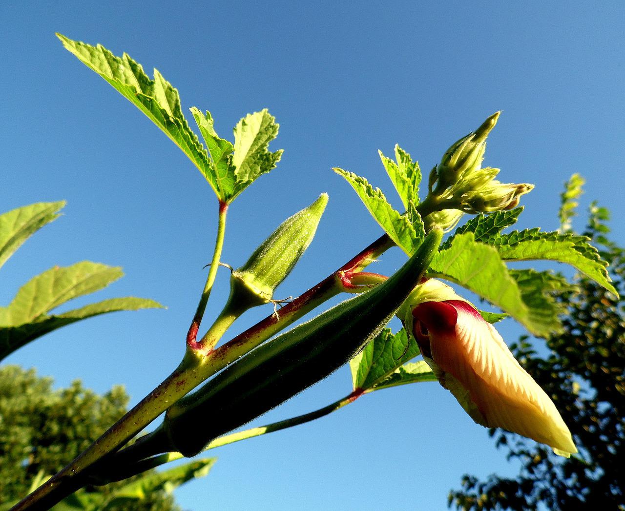 Complete Guide To Grow Okra Yourself