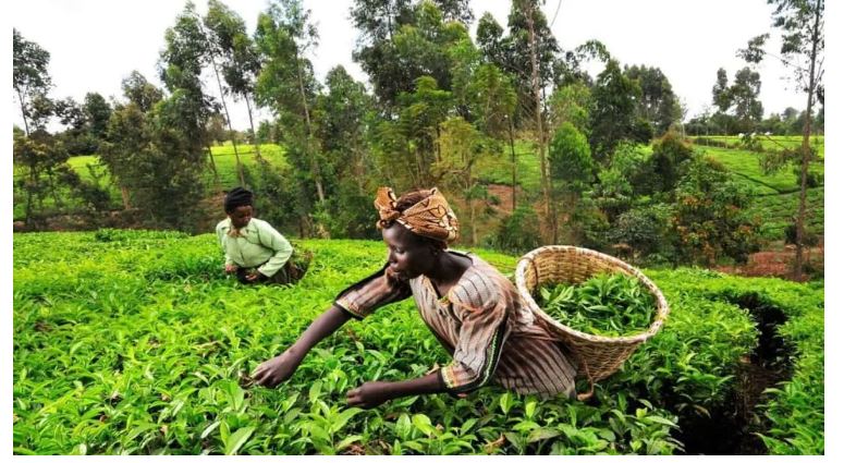 Kenya Records Decline In Tea Export Volumes Despite Production Increase