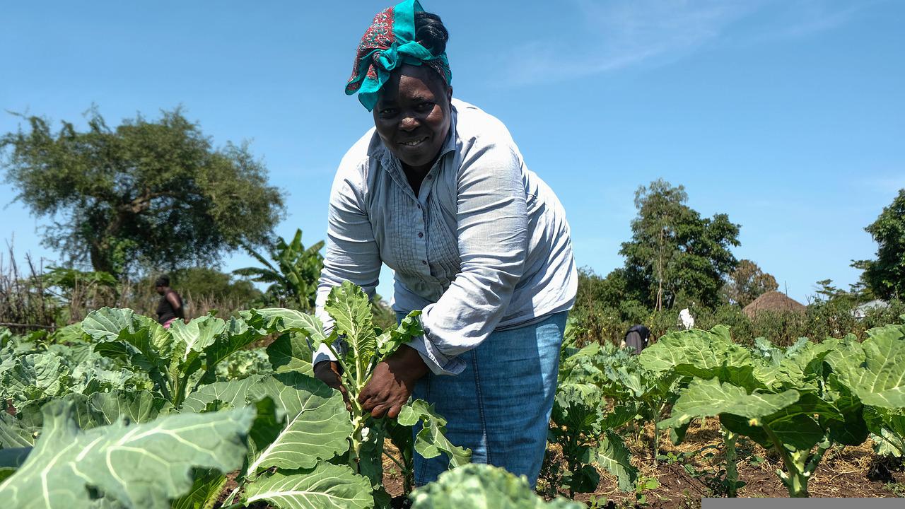 Again! World Bank Invests Big In West Africa Food Security