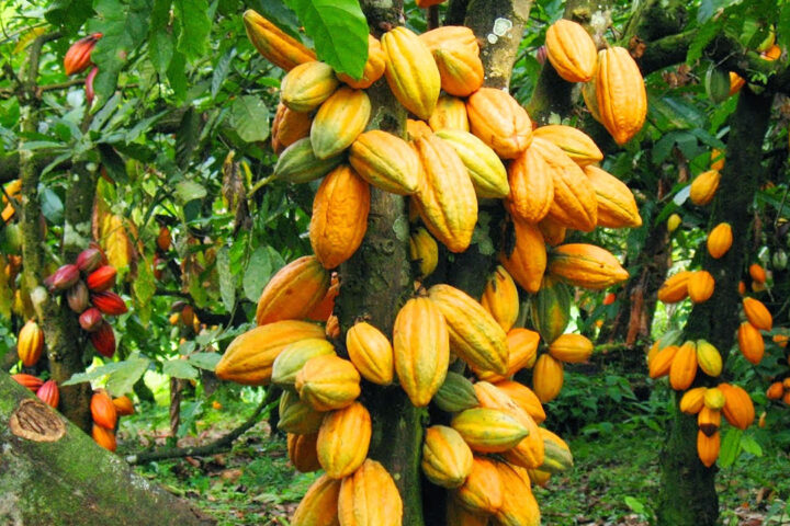 US Kicks Off $22m Project To Improve Cocoa Value Chain In Nigeria