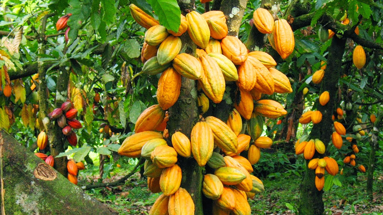 US Kicks Off $22m Project To Improve Cocoa Value Chain In Nigeria