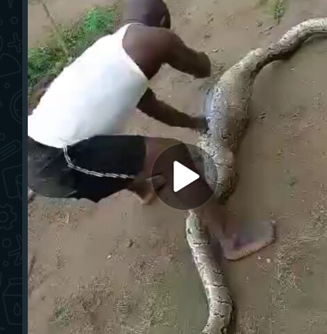 (Video) Python Scare In Oshodi As Residents Kill, Recover Goat In Giant Python's Belly