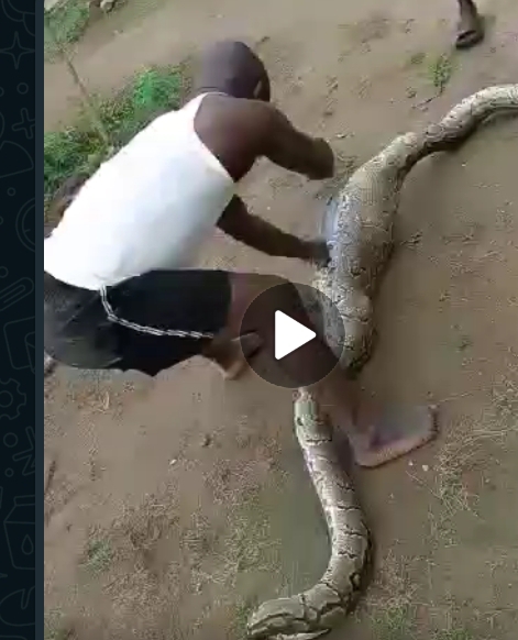 (Video) Python Scare In Oshodi As Residents Kill, Recover Goat In Giant Python's Belly