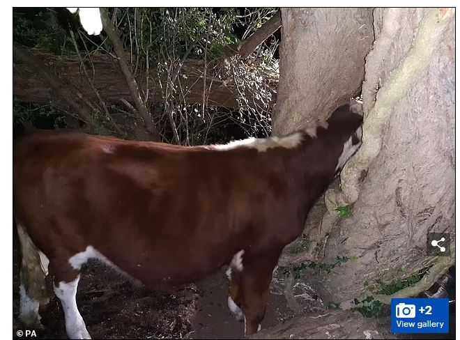 How Firefighters Spent Three Hours ‘Re-Mooving’ Cow Stuck In Tree