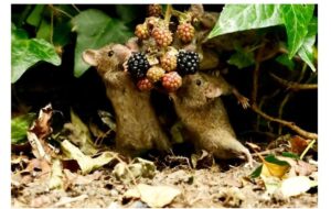 WEIRD! Gardener Builds House For Rats To Keep Them Warm (SEE PHOTOS)