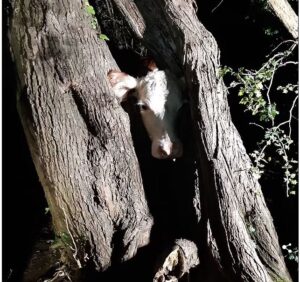 How Firefighters Spent Three Hours ‘Re-Mooving’ Cow Stuck In Tree