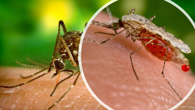 An Unwelcome Mosquito Visitor From Asia Misbehaving In Africa Plus A Look At A New Mosquito Vaccine