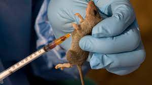 How Lassa Fever Killed Nigerian Medical Doctor