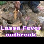 Lassa Fever: Fresh Concerns As Nigeria Records 189 Deaths