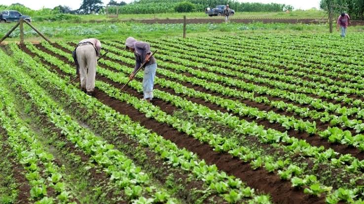 Economic Crisis: Nigeria Has No Option Than To Produce For Food Security, Forex Stability - Utomi