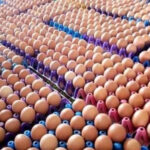 80% Of Eggs Laid By 76 million Commercial Birds To Waste Over Naira Scarcity