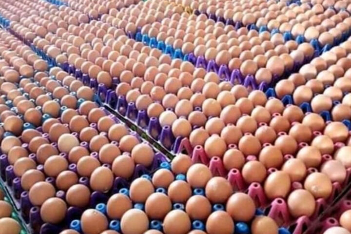 80% Of Eggs Laid By 76 million Commercial Birds To Waste Over Naira Scarcity