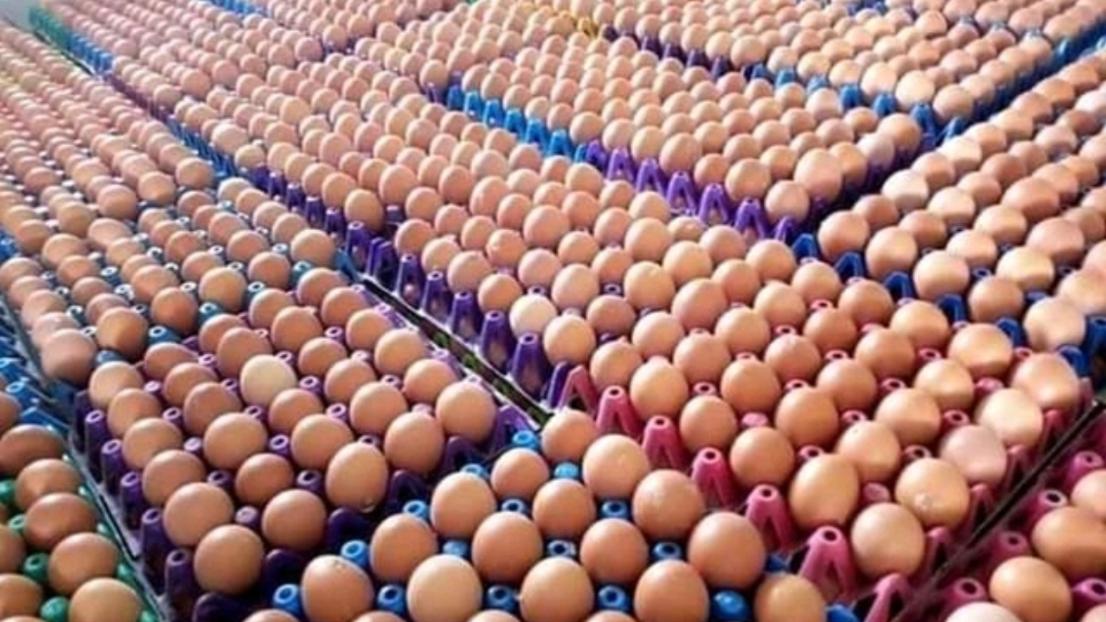 80% Of Eggs Laid By 76 million Commercial Birds To Waste Over Naira Scarcity