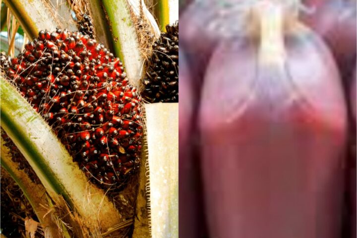 How Nigeria Has Failed To Pluck Low-hanging Fruits In Palm Oil Production 