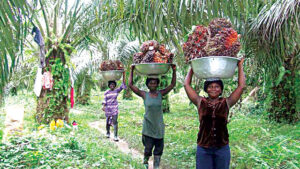 How Nigeria Has Failed To Pluck Low-hanging Fruits In Palm Oil Production 