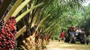 How Nigeria Has Failed To Pluck Low-hanging Fruits In Palm Oil Production 