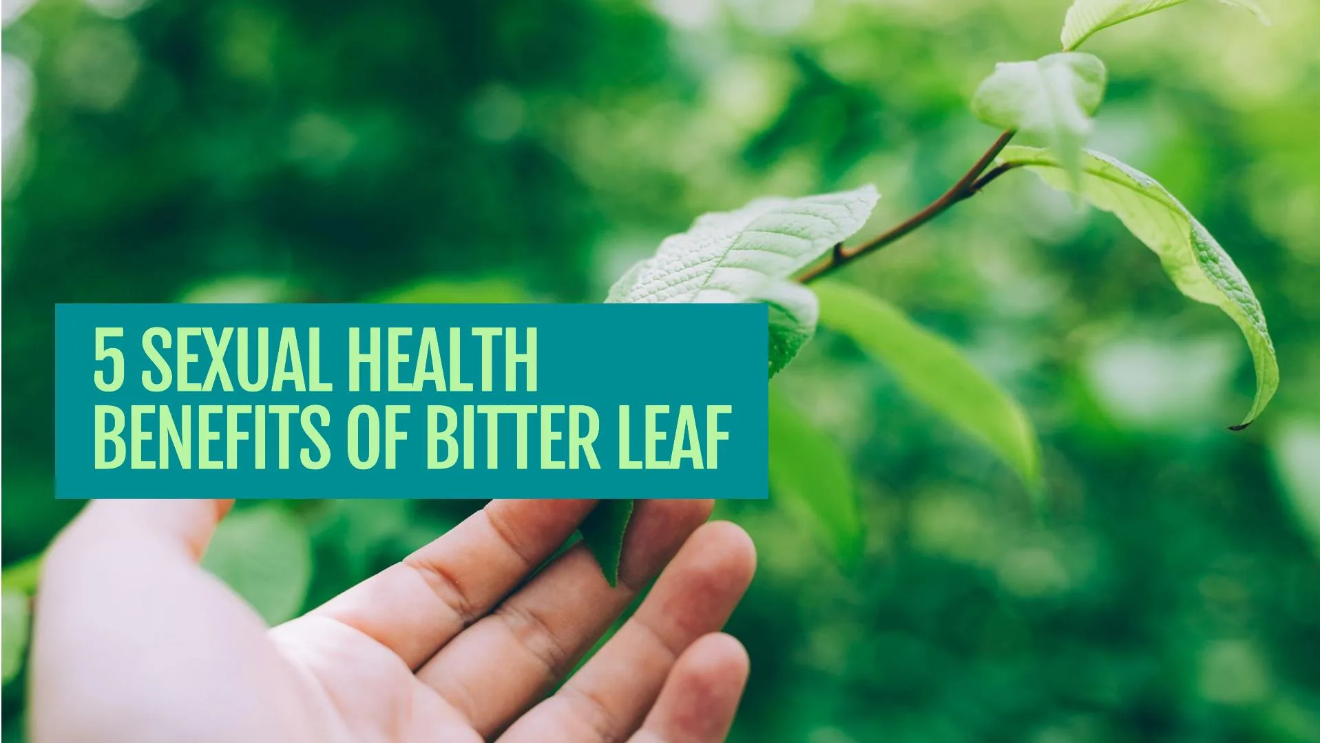 Sexual Health Benefits of Bitter Leaf