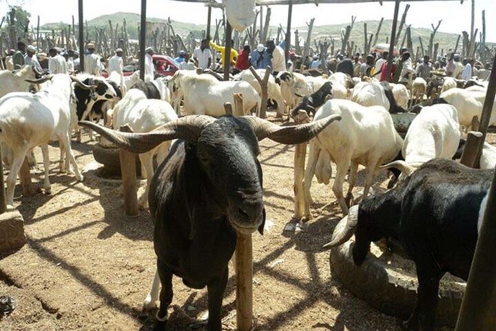 Eid-el-Kabir: Buying Ram For Sacrifice Not Compulsory For Those Who Can’t Afford It – Islamic Scholar