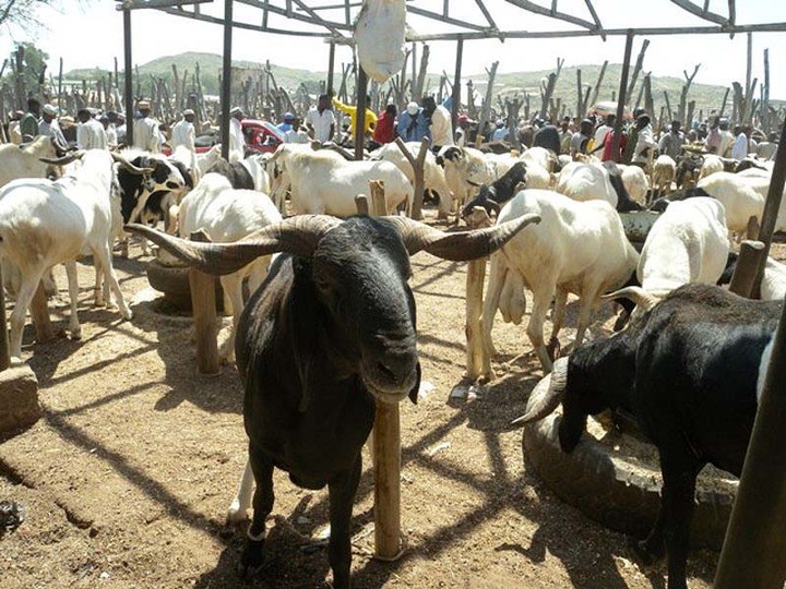 Eid-el-Kabir: Buying Ram For Sacrifice Not Compulsory For Those Who Can’t Afford It – Islamic Scholar