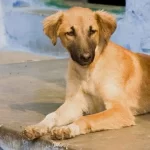 Dog Carts Away Placenta In Ondo Hospital