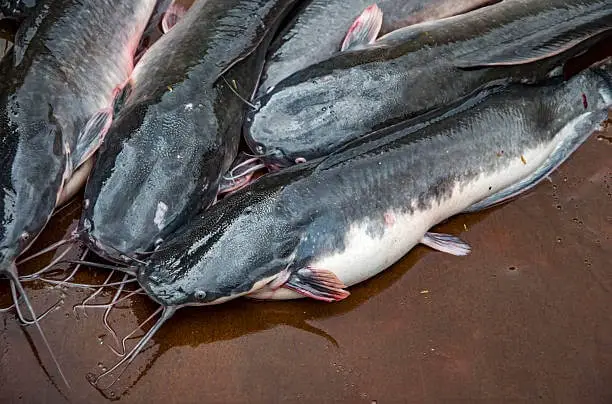 How to prepare delicious Catfish Pepper Soup