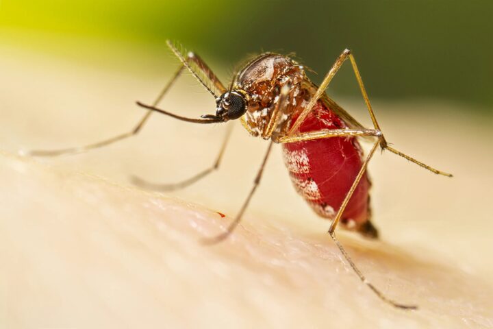 Fighting The World's 'Deadliest Killer' - Mosquitoes