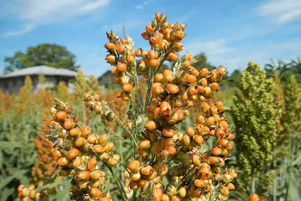 5 Health Benefits of Sorghum